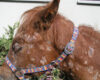 Horse with generalised ES: poor general condition, disseminated scaly and crusted skin lesions