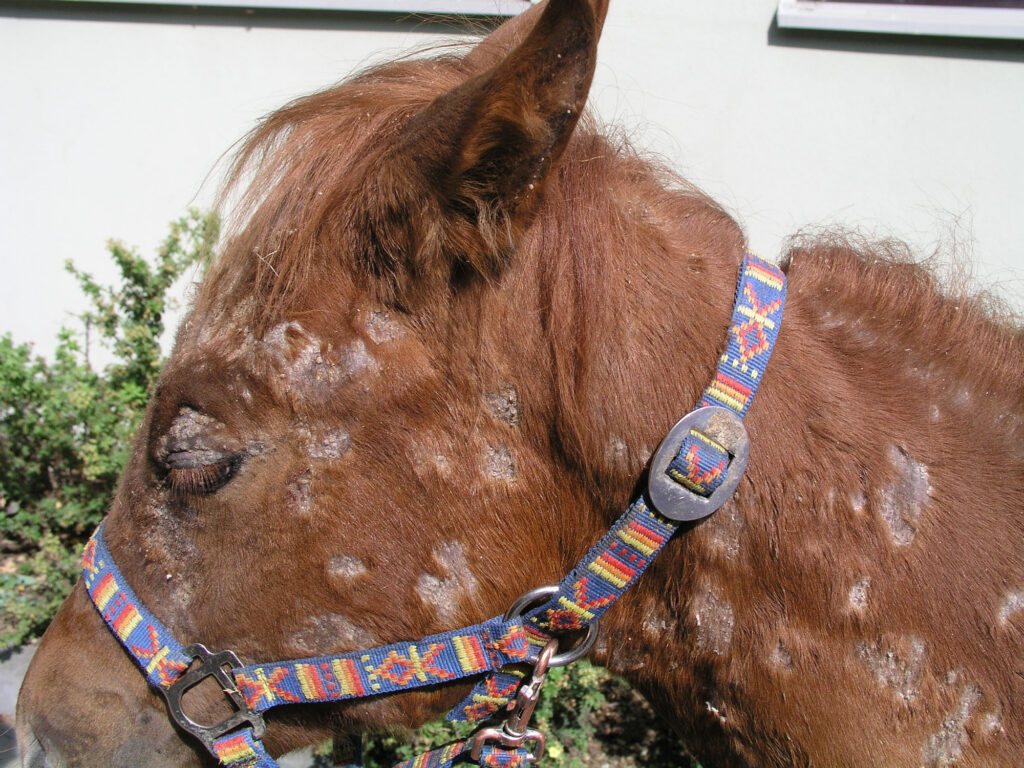 Horse with generalised ES: poor general condition, disseminated scaly and crusted skin lesions