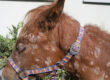 Horse with generalised ES: poor general condition, disseminated scaly and crusted skin lesions
