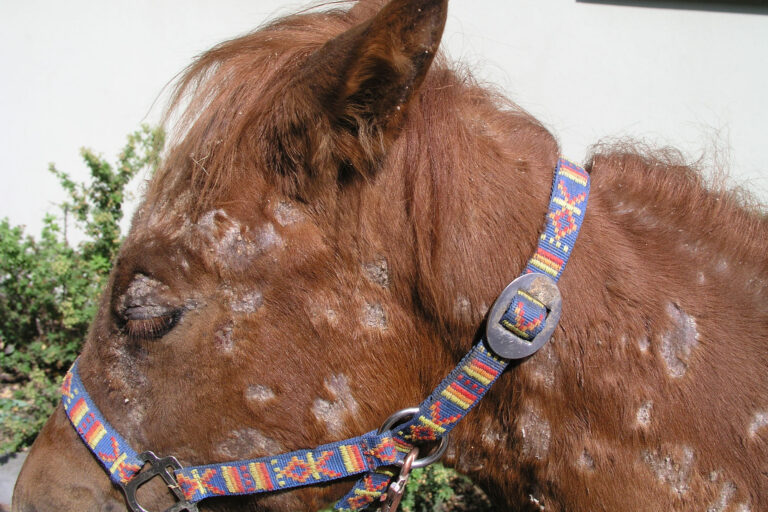 Horse with generalised ES: poor general condition, disseminated scaly and crusted skin lesions