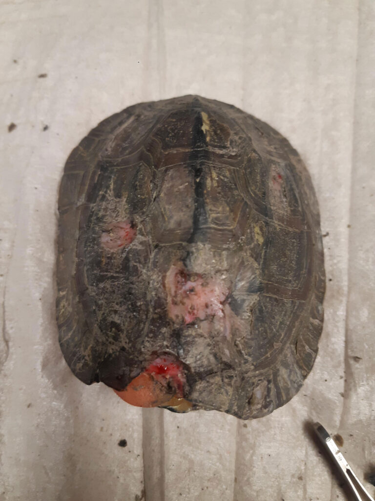 Shell lesions caused by Emydomyces testavorans in a freshwater turtle