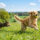 Allergen-Specific Immunotherapy in Practice