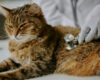 Feline hyperthyroidism: symptoms, diagnosis, new parameters, treatment options