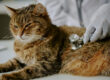 Feline hyperthyroidism: symptoms, diagnosis, new parameters, treatment options