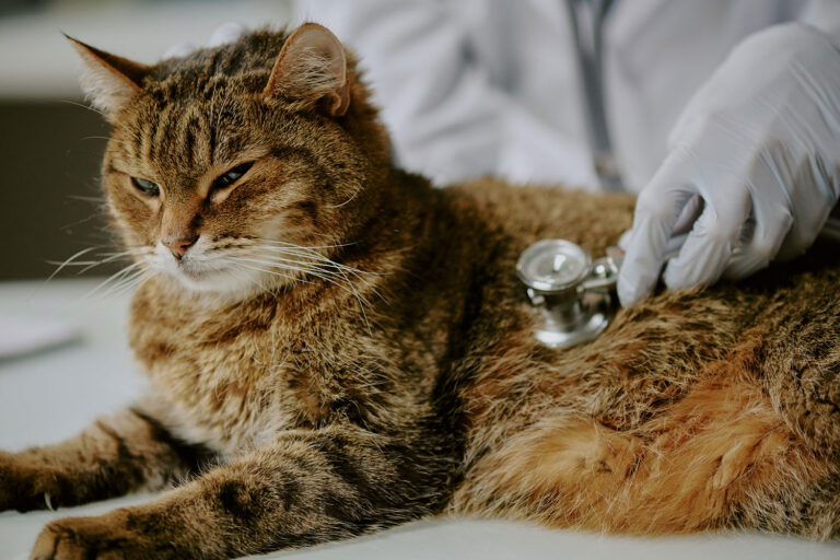 Feline hyperthyroidism: symptoms, diagnosis, new parameters, treatment options